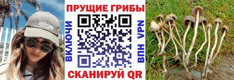 сколько стоит  Уссурийск  Псилоцибиновые грибы Psilocybine cubensis 